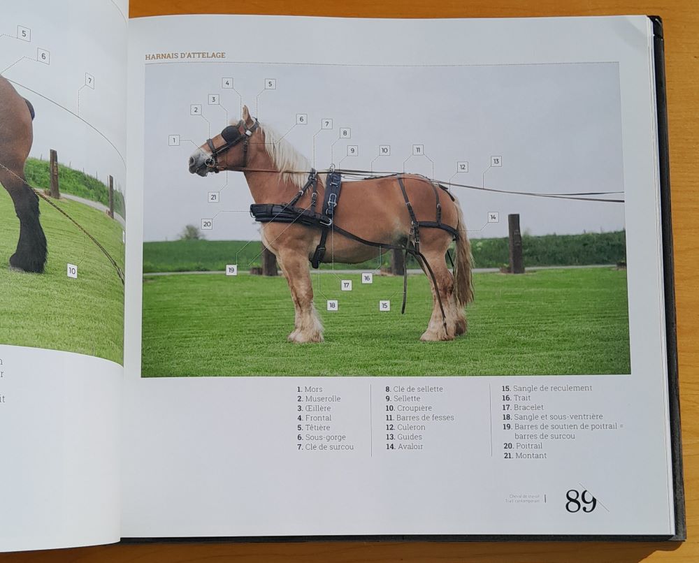 Cheval de travail Trait contemporain