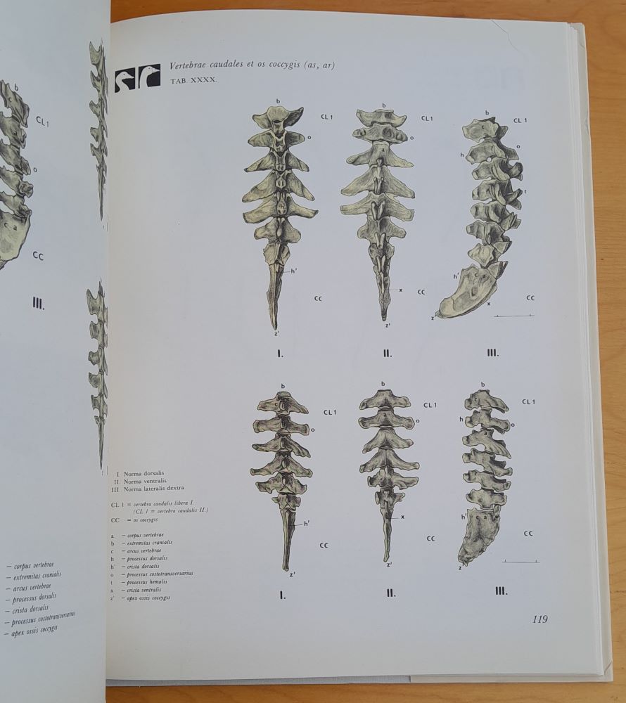 Anatomia avium domesticanum 1.