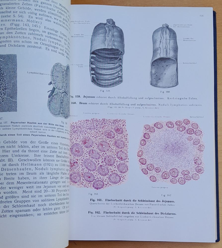 Lehrbuch und Atlas der Anatomie des Menschen in sechs Abteilungen