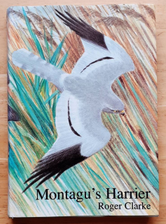 Montagu's Harrier
