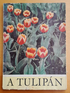 A tulipán