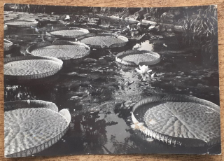 Piešťany - Victoria regia