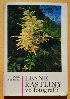 Lesné rastliny vo fotografii